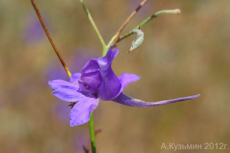 Image of Delphinium paniculatum specimen.