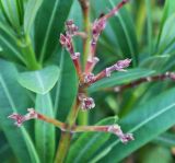 Nerium oleander