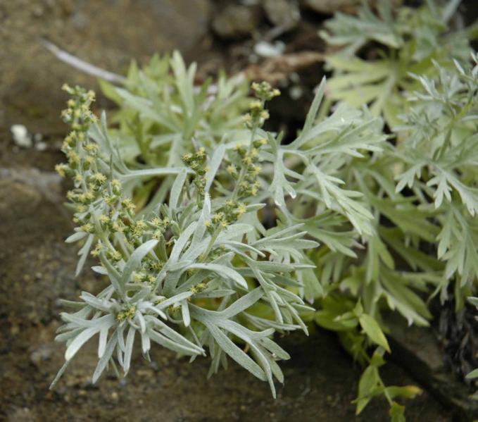 Image of Artemisia littoricola specimen.