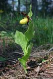 Cypripedium calceolus