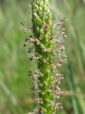 Plantago uliginosa. Часть соцветия. Украина, Запорожье, пос. Солнечный, влажный луг. 14.07.2012.