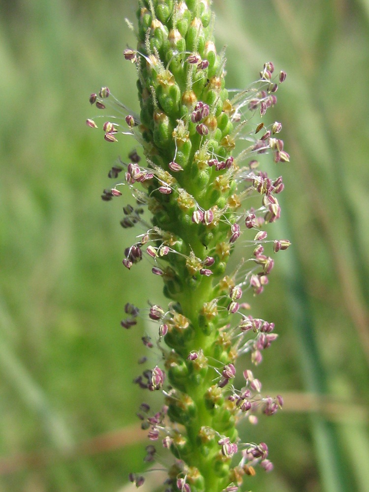 Изображение особи Plantago uliginosa.