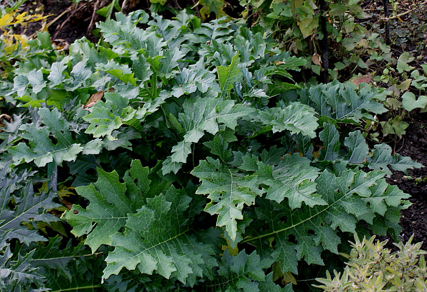 Изображение особи род Acanthus.