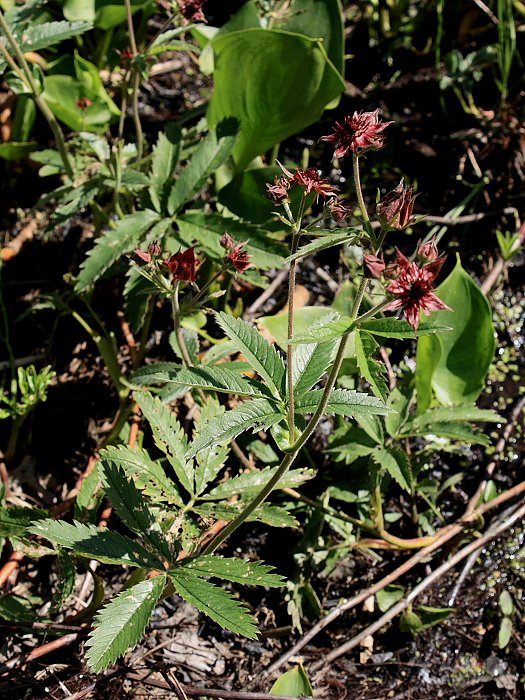 Image of Comarum palustre specimen.