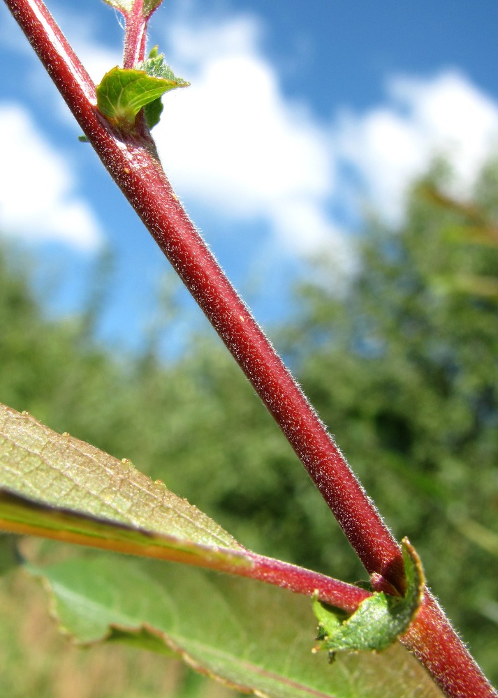 Изображение особи Salix &times; coerulescens.