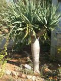Dracaena draco