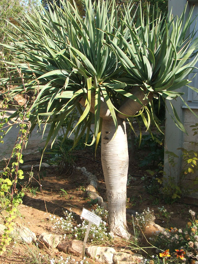 Изображение особи Dracaena draco.