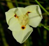 Dietes bicolor