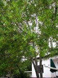 Laurus nobilis. Крона плодоносящего дерева. Хорватия, Истрия, пос. Баньоле, возле кафе. 03.09.2012.