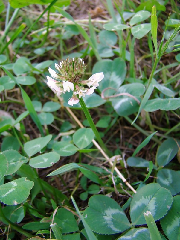 Изображение особи Trifolium repens.