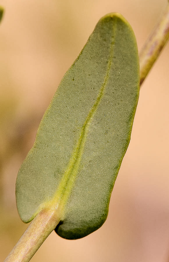 Image of Moricandia nitens specimen.