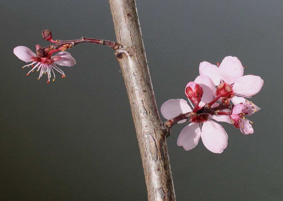 Изображение особи Prunus cerasifera.