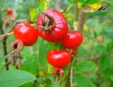 Rosa rugosa