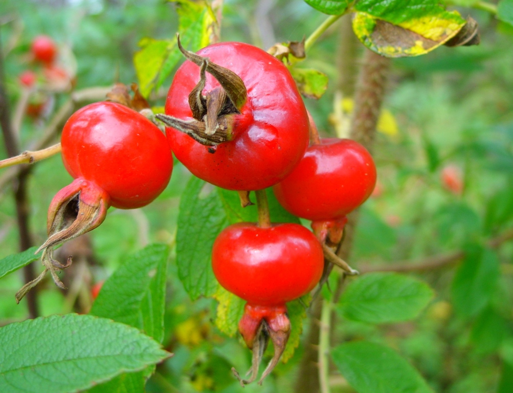 Image of Rosa rugosa specimen.