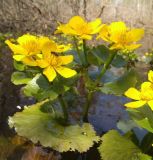 Caltha palustris