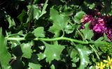 Senecio angulatus