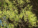 Salix fragilis разновидность sphaerica. Побеги с соцветиями. Санкт-Петербург. 20 мая 2009 г.