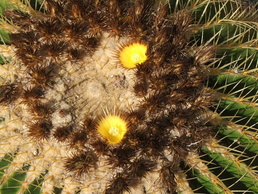 Изображение особи Echinocactus grusonii.