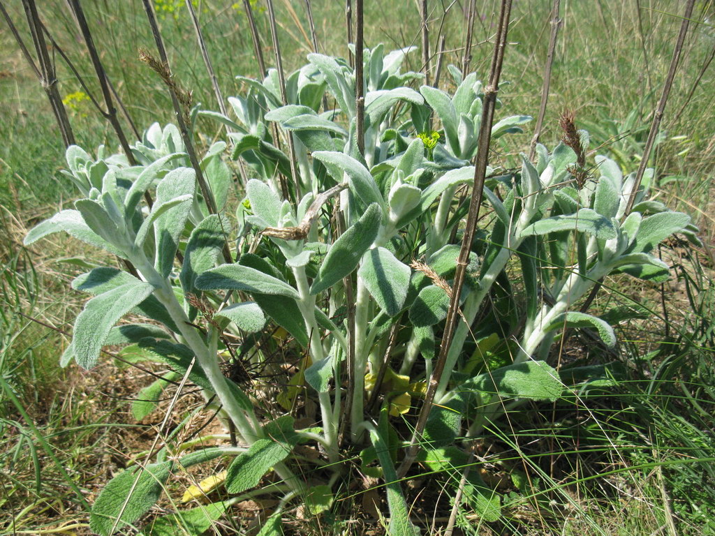 Изображение особи Stachys velata.