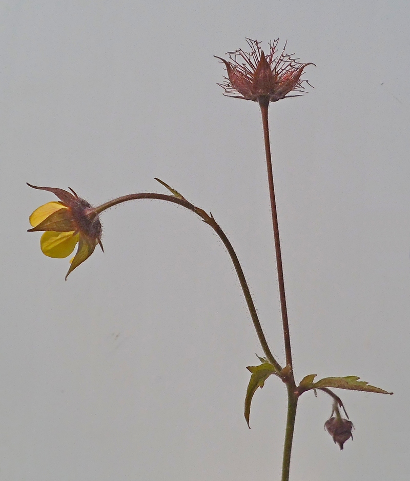Изображение особи Geum × intermedium.