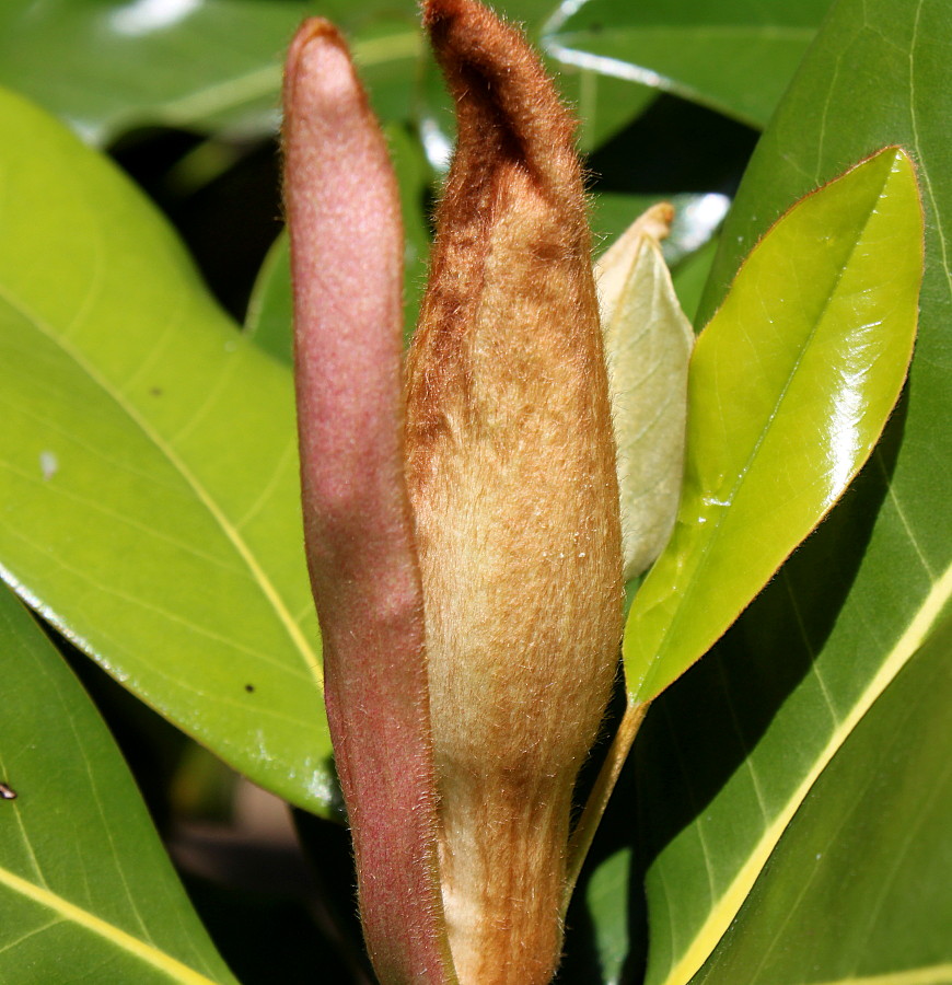 Изображение особи Magnolia grandiflora.