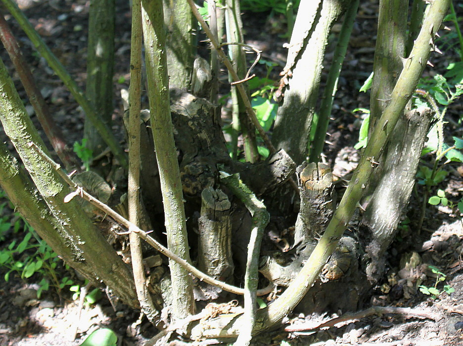 Image of Rosa marginata specimen.