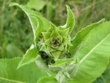 Inula helenium. Верхушка растения с развивающимся соцветием. Тамбовская обл., Петровский р-н, окр. дер. Новая Васильевка, луг. 18.06.2013.