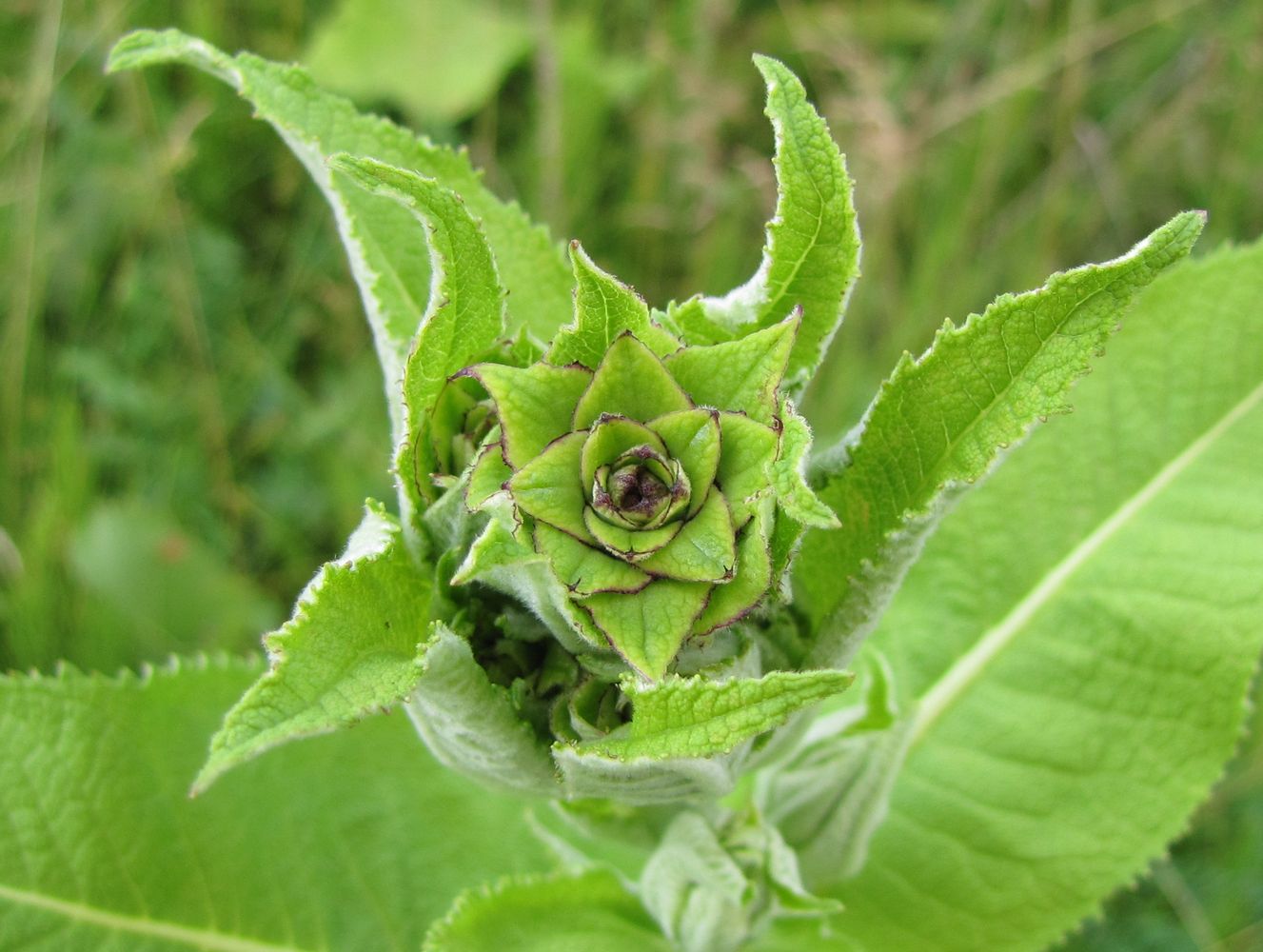 Изображение особи Inula helenium.