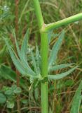 Falcaria vulgaris. Часть побега. Крым, Белогорский р-н, окр. с. Земляничное, у дороги. 23 июня 2013 г.
