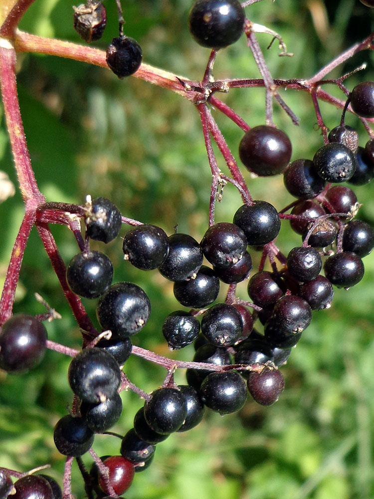 Image of Sambucus nigra specimen.