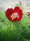 Paeonia tenuifolia