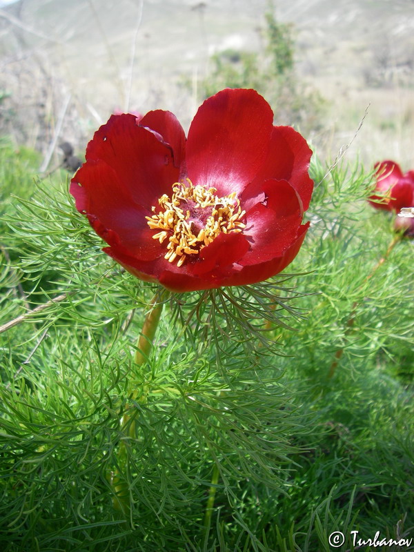 Image of Paeonia tenuifolia specimen.