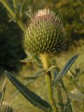 Cirsium ukranicum