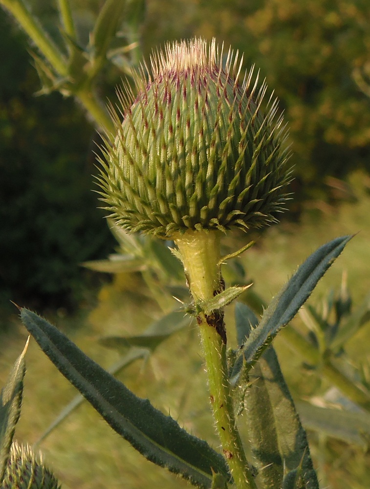 Изображение особи Cirsium ukranicum.