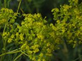 Patrinia intermedia