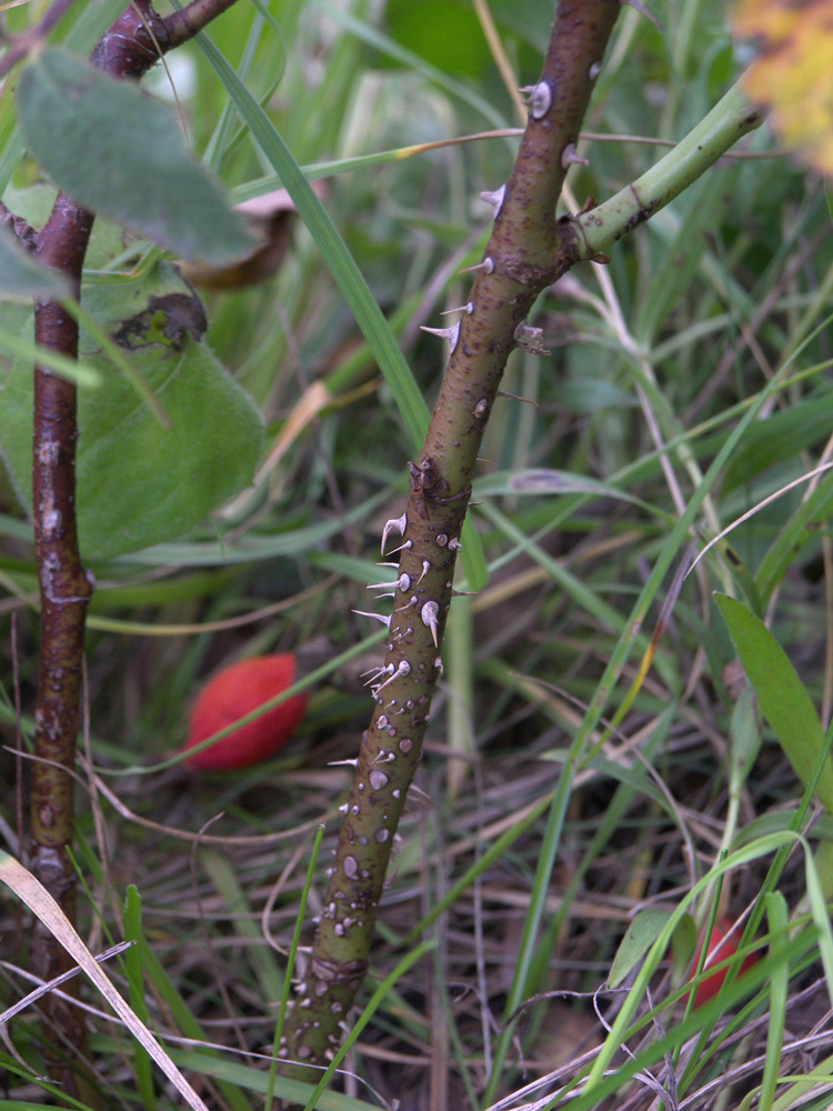 Image of Rosa buschiana specimen.