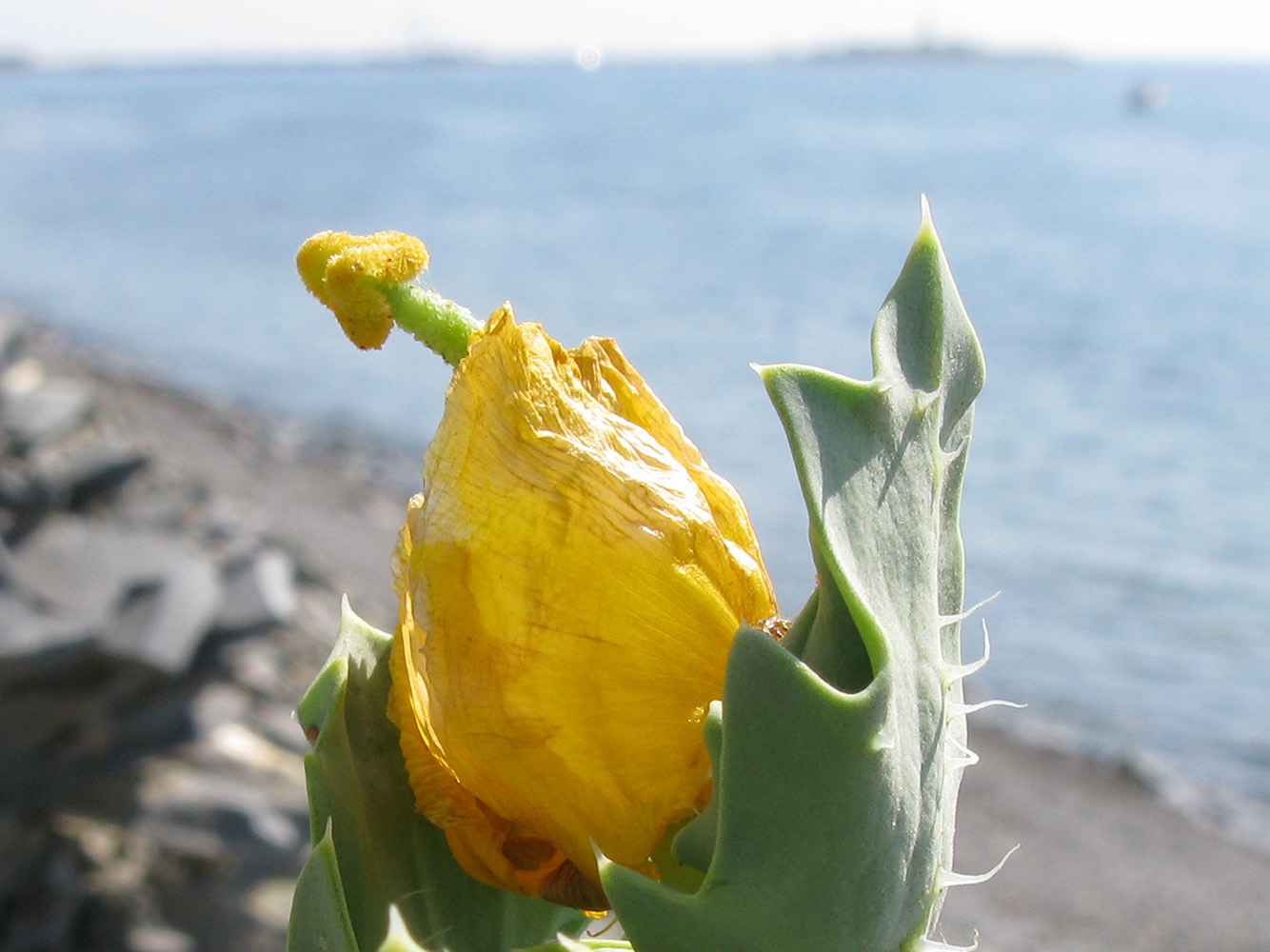 Изображение особи Glaucium flavum.