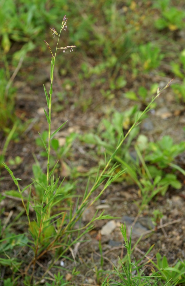 Image of Cleistogenes kitagawae specimen.