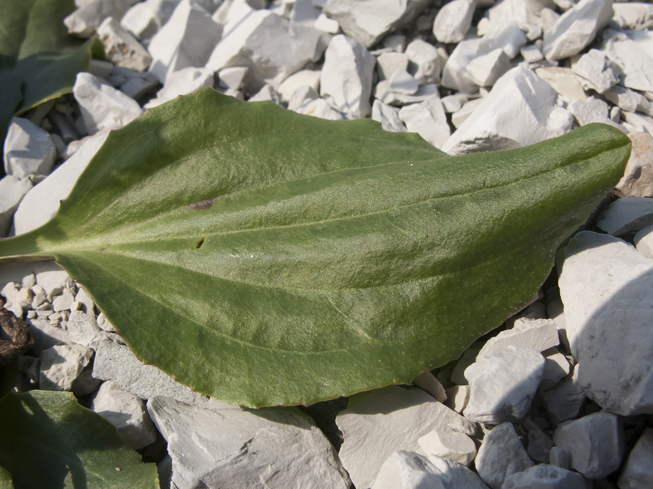 Изображение особи Plantago uliginosa.