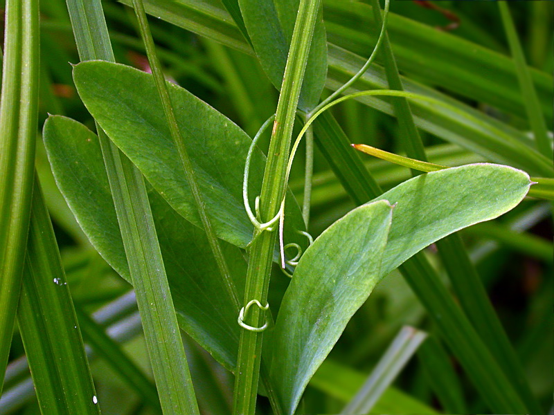 Image of Lathyrus incurvus specimen.