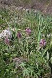 Pedicularis olgae