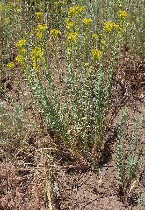 Изображение особи Euphorbia seguieriana.