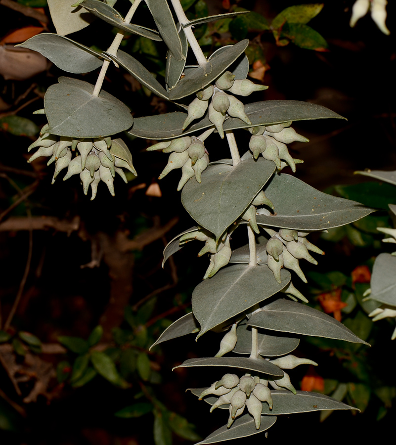 Image of Eucalyptus cinerea specimen.