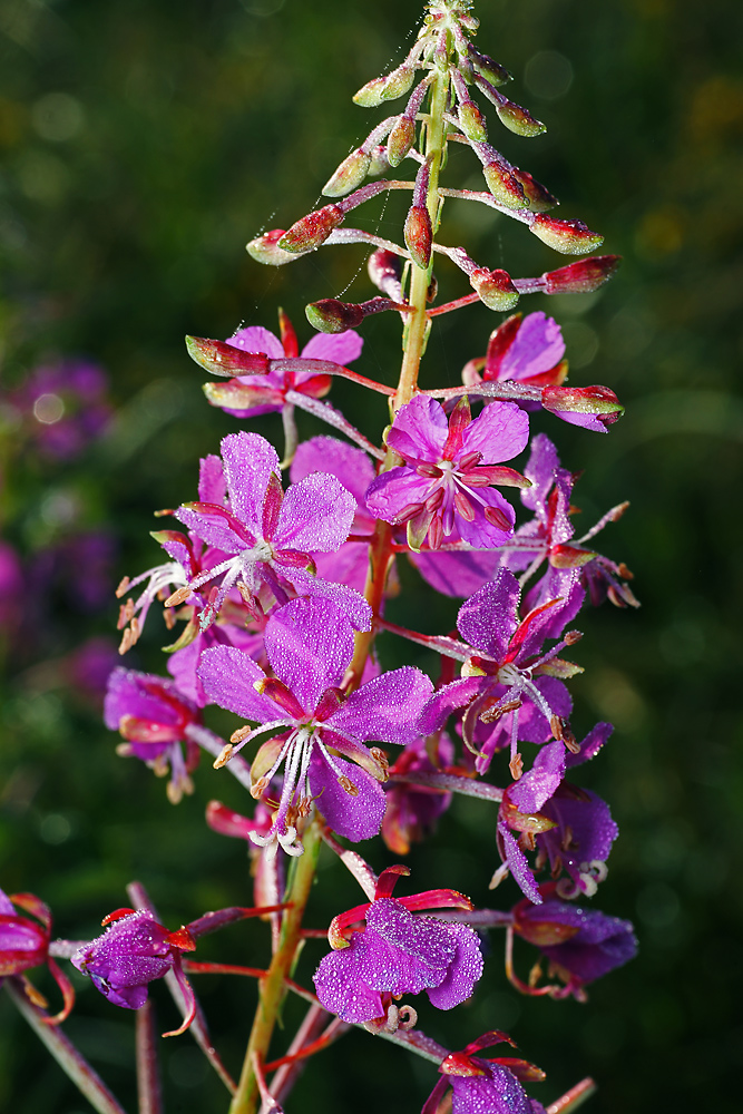 Изображение особи Chamaenerion angustifolium.