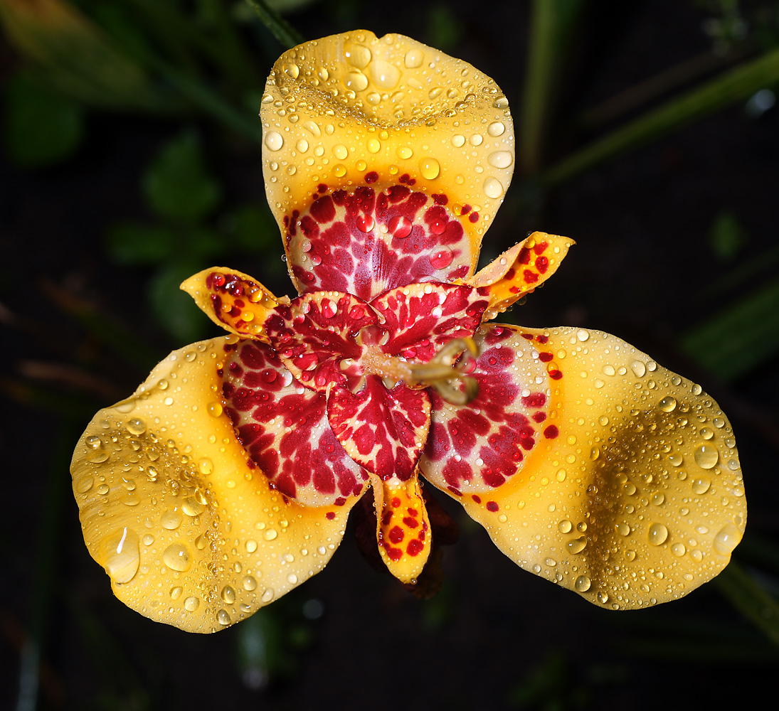 Image of Tigridia pavonia specimen.