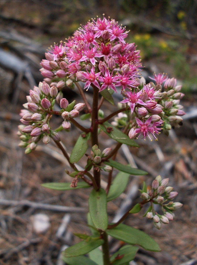 Image of Hylotelephium triphyllum specimen.