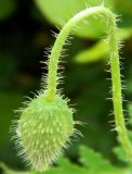 Papaver rhoeas