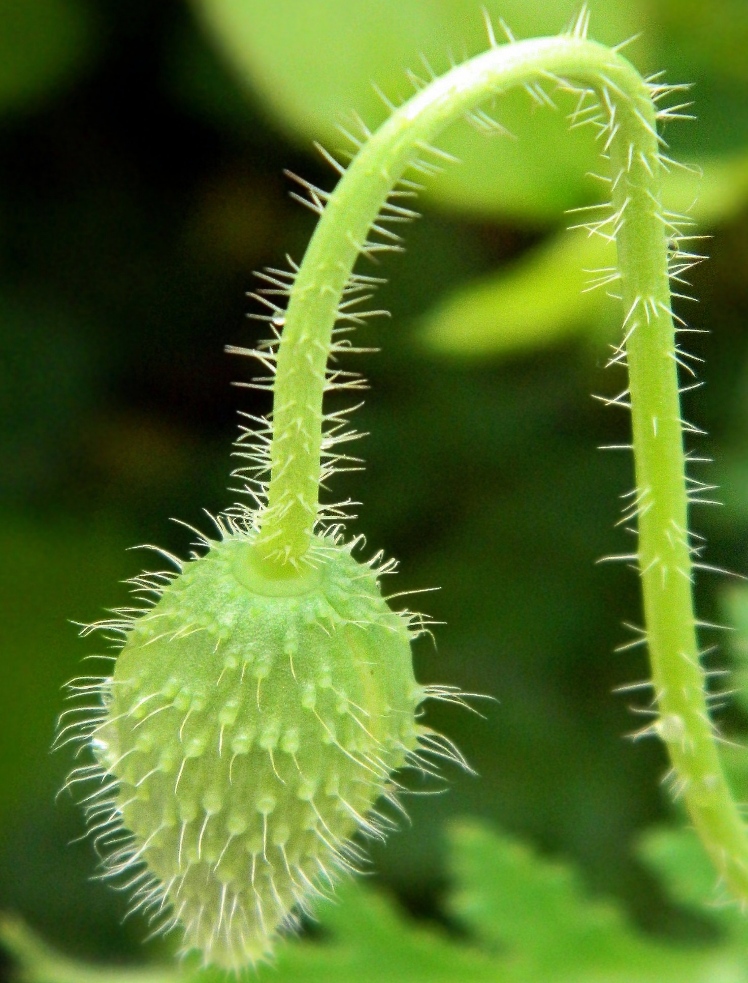 Изображение особи Papaver rhoeas.