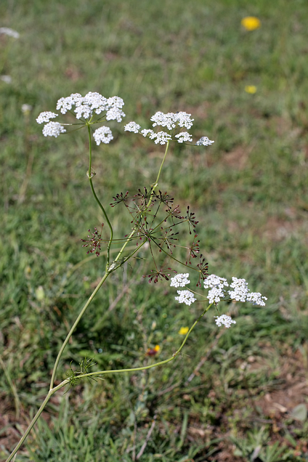 Изображение особи Oedibasis chaerophylloides.