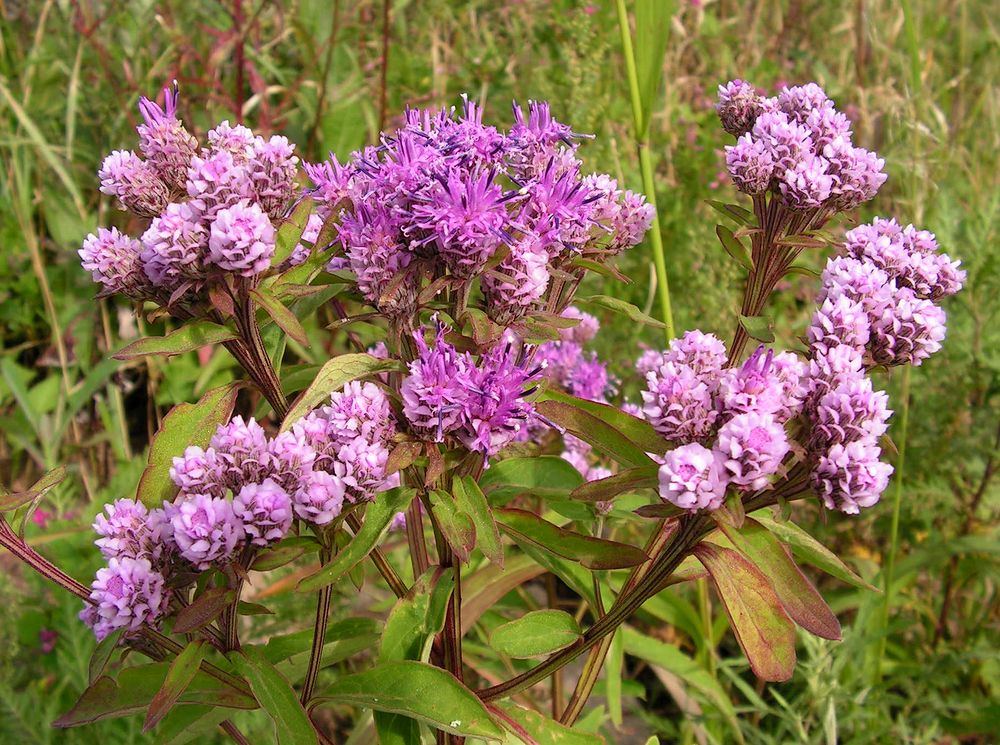 Image of Saussurea pulchella specimen.